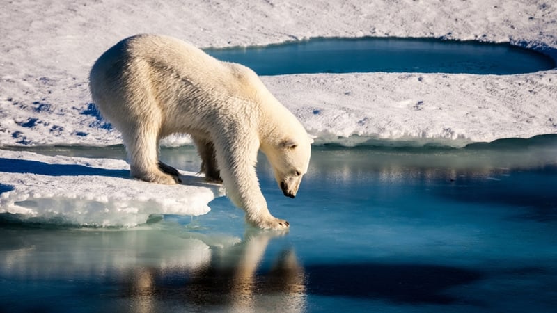 "Despite their popularity with media producers, images of polar bears may not be an effective way to engage the public with climate change"