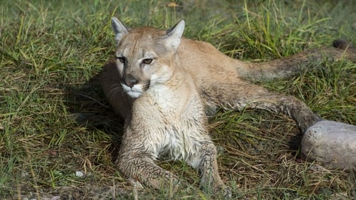Lion attacks have caused less than 20 fatalities in the US in the last 100 years