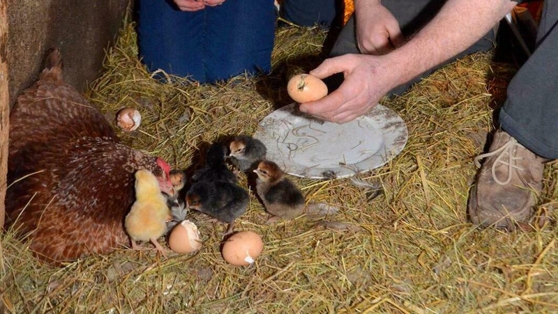 Marmalade delivered 181 live chicks during the course of her lifetime