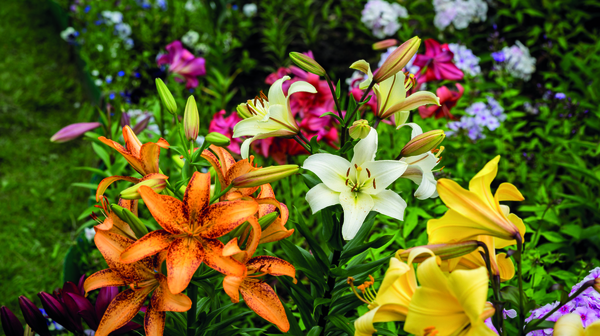 Lily bulbs