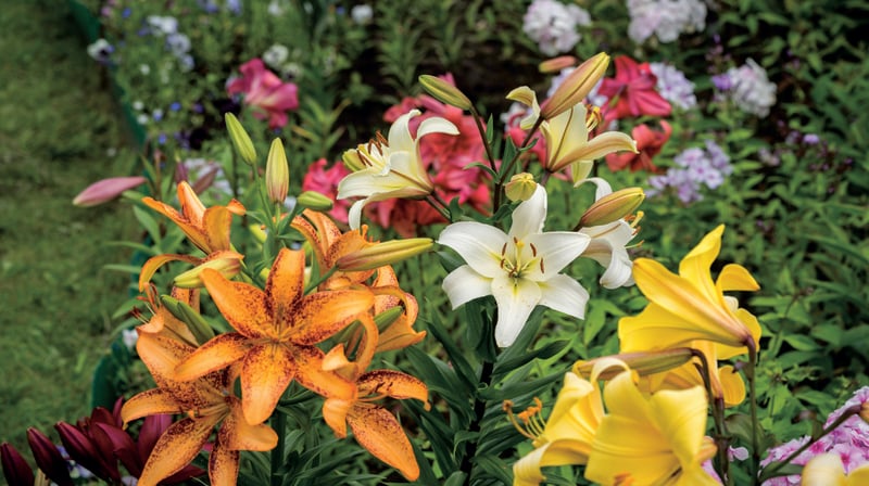 Lily bulbs