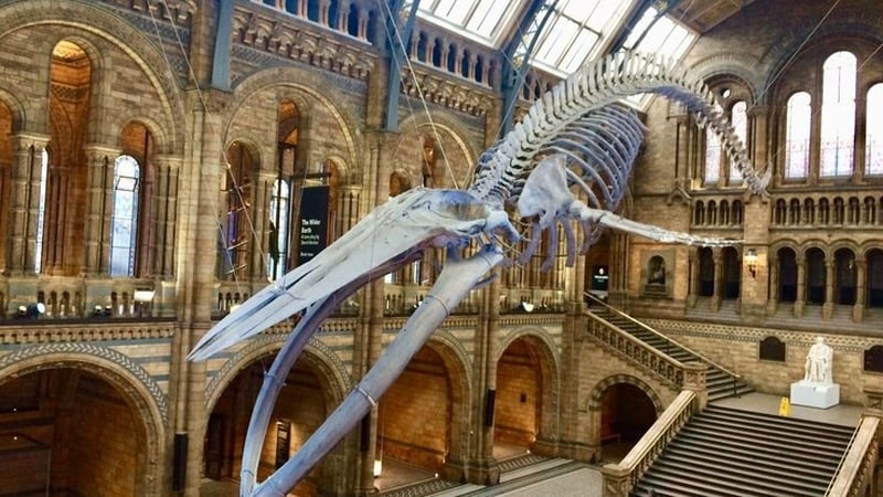 The Blue Whale Special