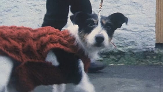 Doggie Fashion