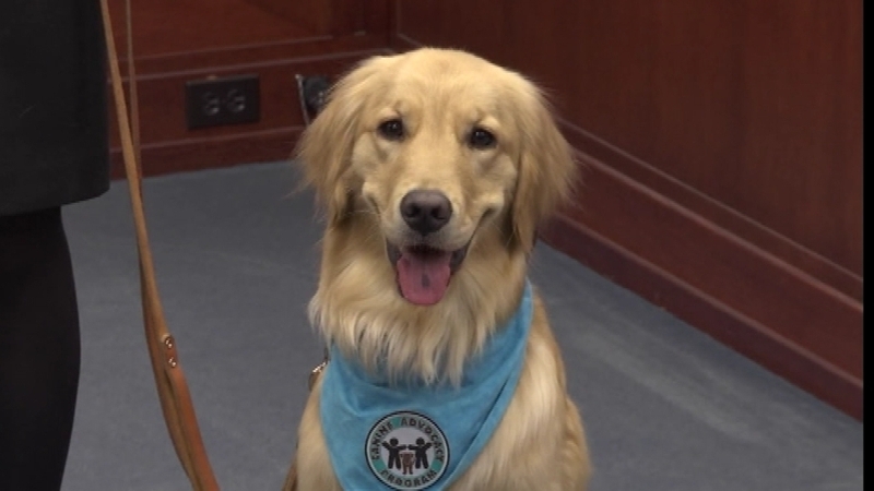 Kory, a courtroom support dog in the US state of Michigan, provides support to young victims of crime