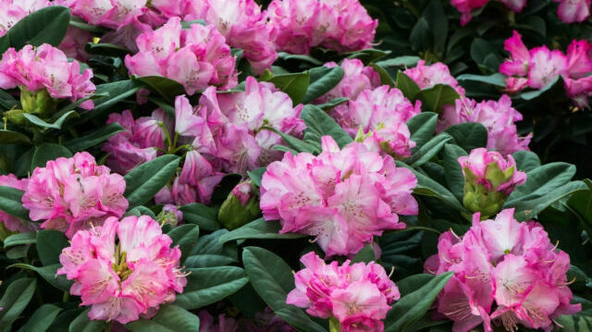 Tackling the rhododendron problem in Kerry
