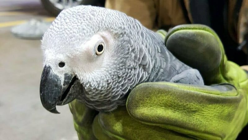 The parrot was found on a runway at the airport during a routine inspection (Pic: Dublin Airport Twitter)