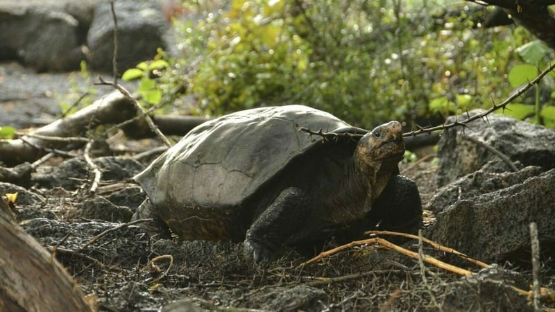 The female, who was found on Sunday, is over 100 years old (Images: GNDP, W Tapia)