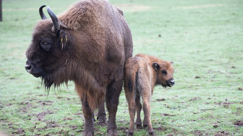 European bison are classified vulnerable by the International Union for Conservation of Nature (Images: Darragh Kane)
