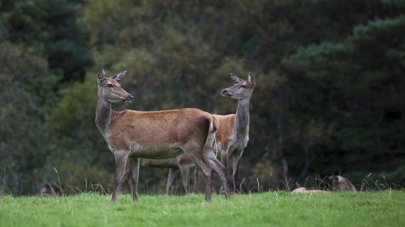 Deer are a protected species under the Wildlife Act and have existed in Ireland for over 6,000 years