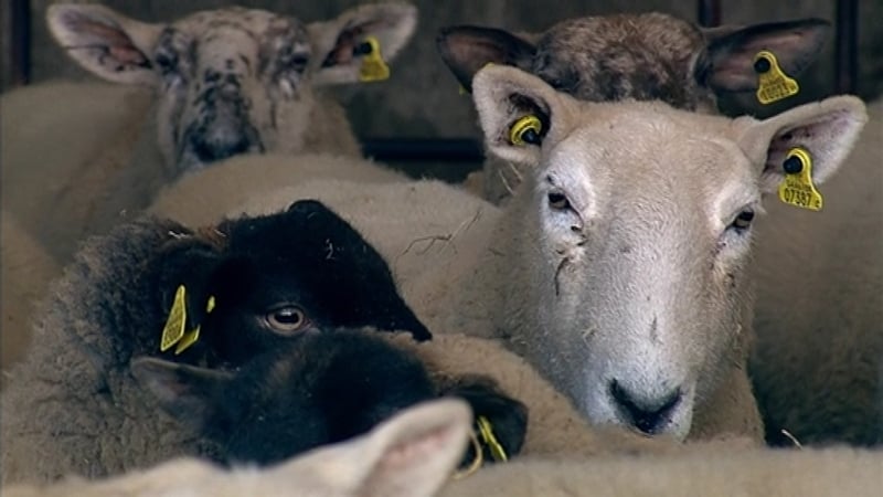 Some animal health and food safety checks would still be required at the border under the UK proposals