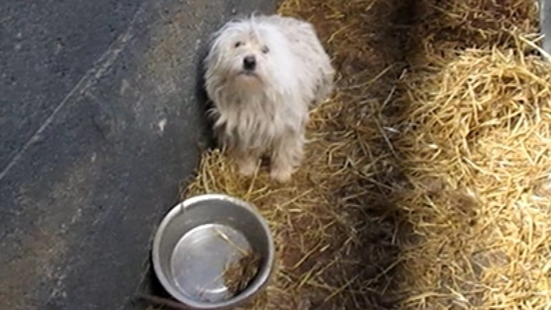 The scenes were described in court as biblical