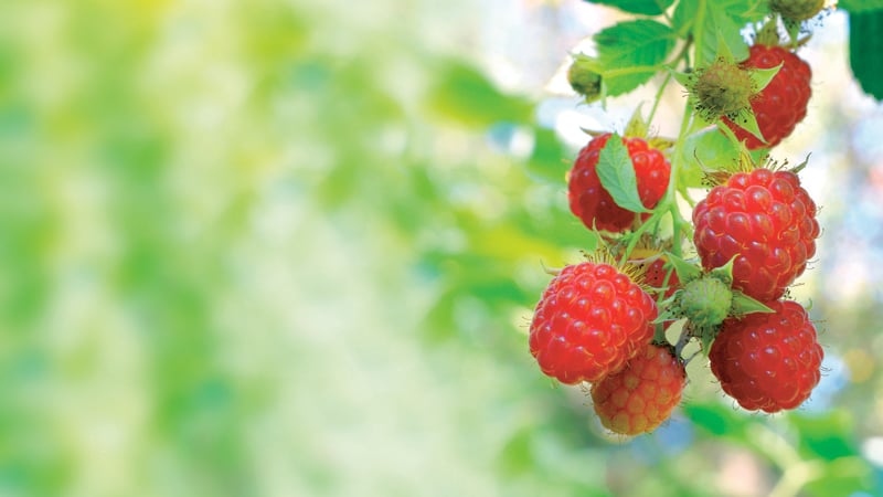 Remember to prune your autumn-fruiting raspberries.
