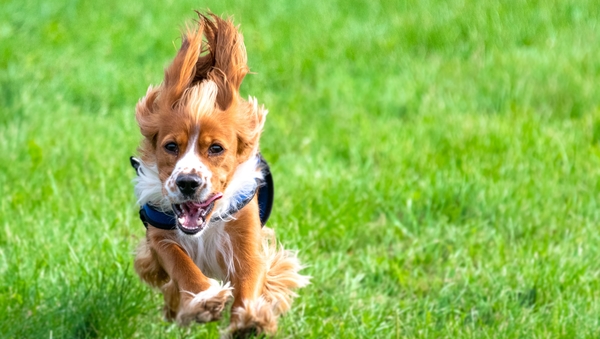 The rule is one of a number that were introduced by the council in 2018 under the council's Open Space Bye-Laws