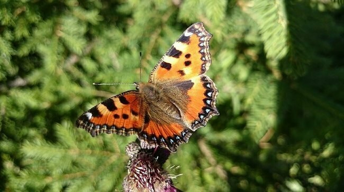 Animals hibernating in Ireland – why and how they do it?