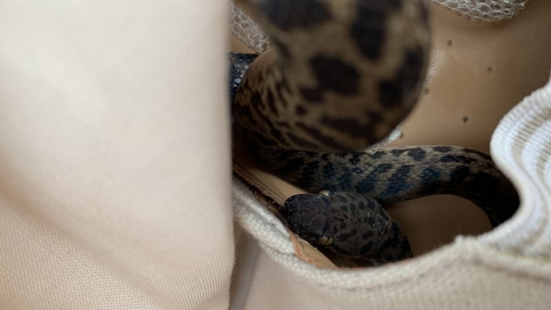 The spotted python is not venomous (Images: Scottish SPCA)