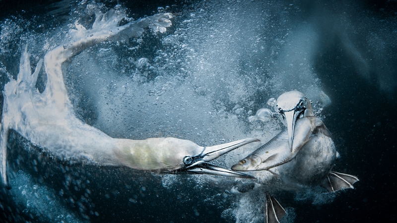 One of the many incredible photos in this year's awards