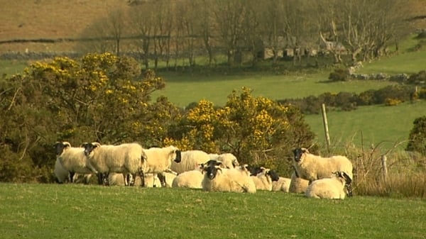 Statistics gathered by the IFA indicate that the problem may account for 300-400 attacks each year, with 3,000 to 4,000 sheep injured or killed