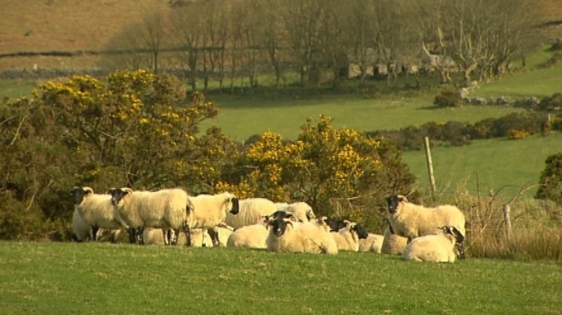 The 1635 act made it an offence to pull wool from sheep, who instead were to be sheared or clipped.