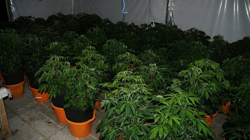 The seizure of more than 800 cannabis plants was made during searches on Saturday