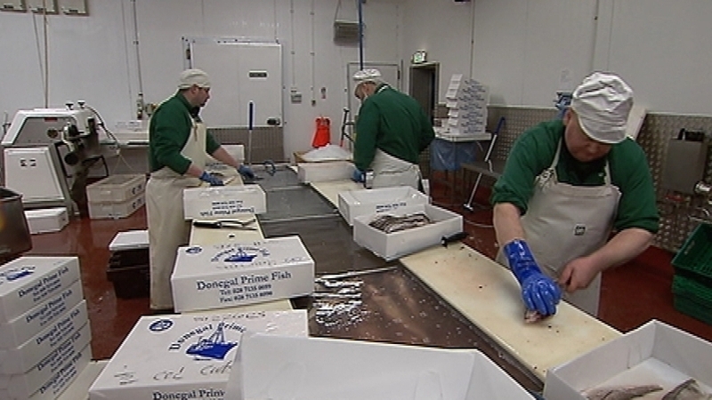 Fish being prepared at Donegal Prime Fish in Derry