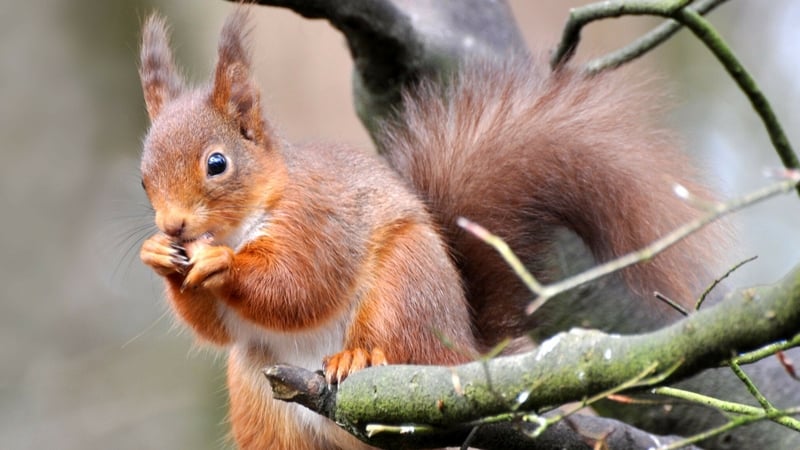 The red squirrel, although still quite widespread, has disappeared from many forests