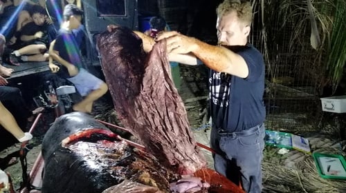 Activists said that the animal died of starvation and was unable to eat because of plastic filling its stomach