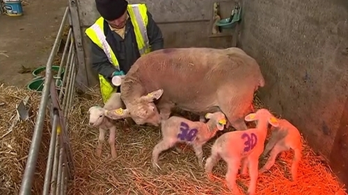 The second set of sextuplets was born on Sunday