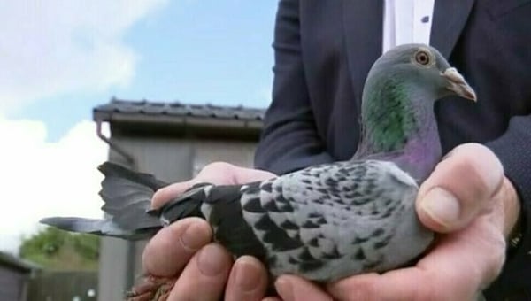 Armando, the €1.25 Million Dollar Bird. Photo credit; RTÉ News.