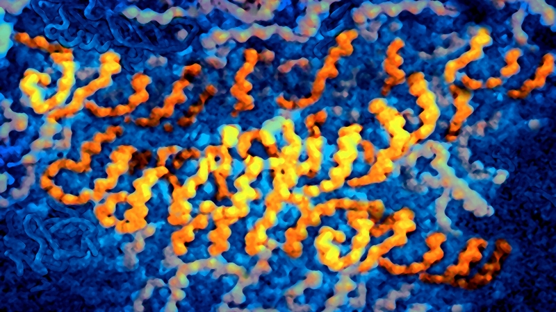 Pain geneticists found two notable gene mutations