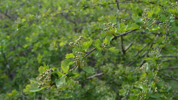 Going green: Council planting hundreds of new trees