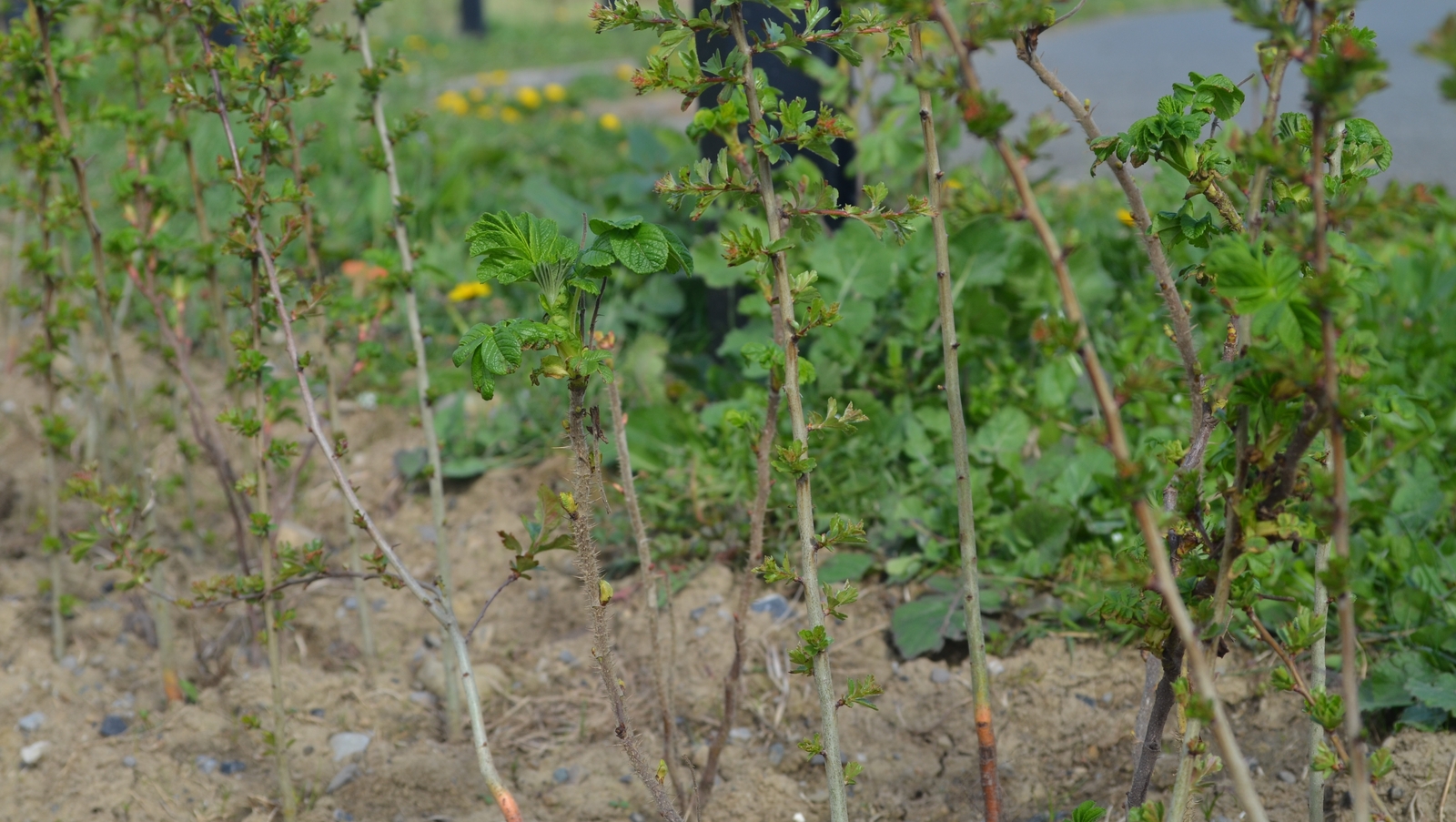 A new hedgerow along the Dodder Valley will offer shelter to wildlife