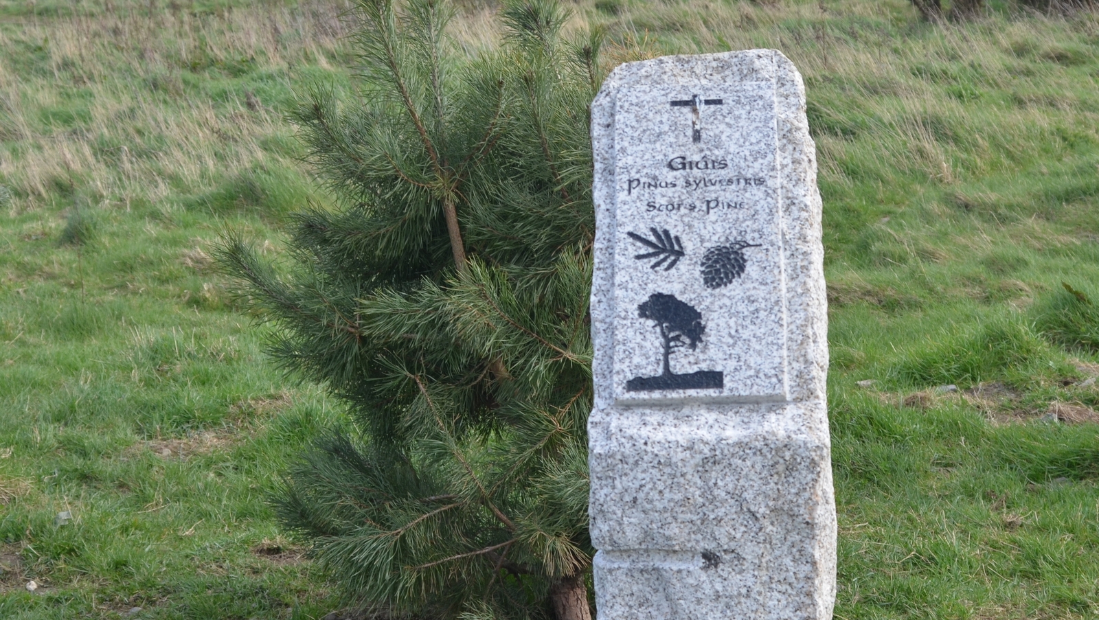 One of the Ogham stone markers on the Dodder Valley Tree Trail