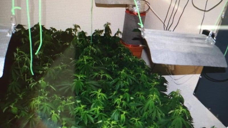 Around 130 cannabis plants were recovered along with a quantity of cannabis herb