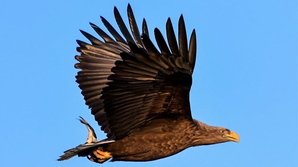 A white-tailed eagle in full-flight. Photo credit; Yuri Smityuk / Getty Images.