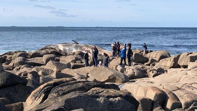 The sperm whale washed up at the weekend in Co Galway