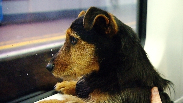 'Hamish' travelled to Dublin today