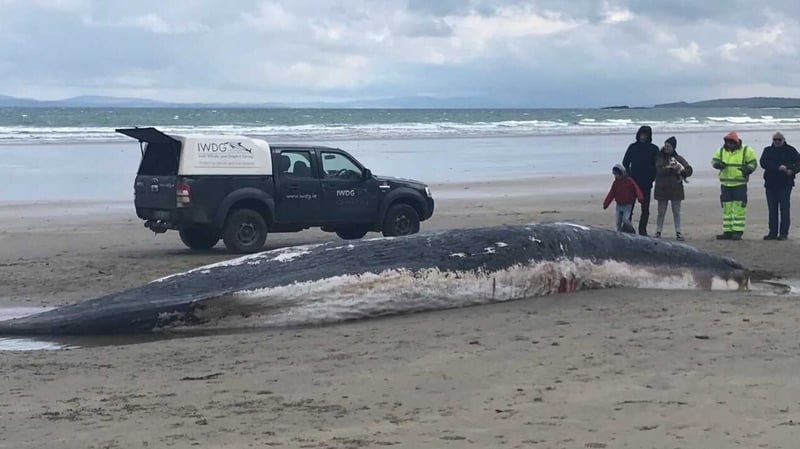 The whale carcass is about 12 metres long