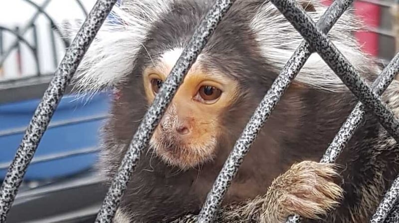 A monkey was found during the raid and taken away by animal welfare officers