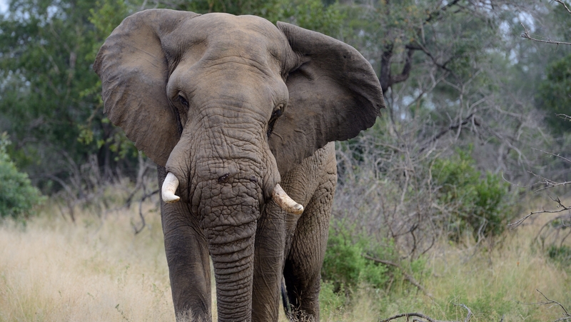 It is believed the man was hunting rhino when he was trampled to death by an elephant