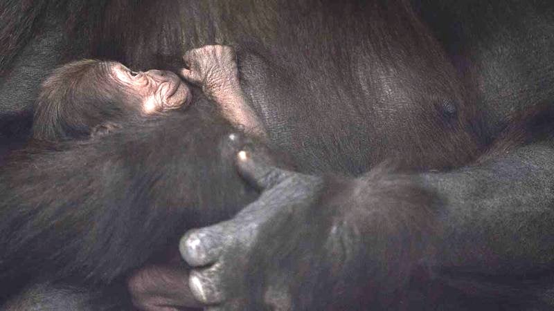 Zookeepers have so far been unable to determine the gender of the baby