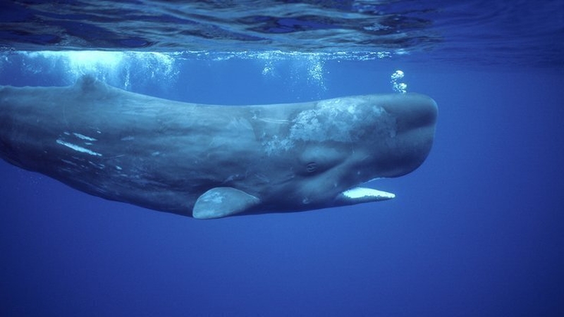 Ireland is an excellent location to view some of the best marine life the world has to offer.