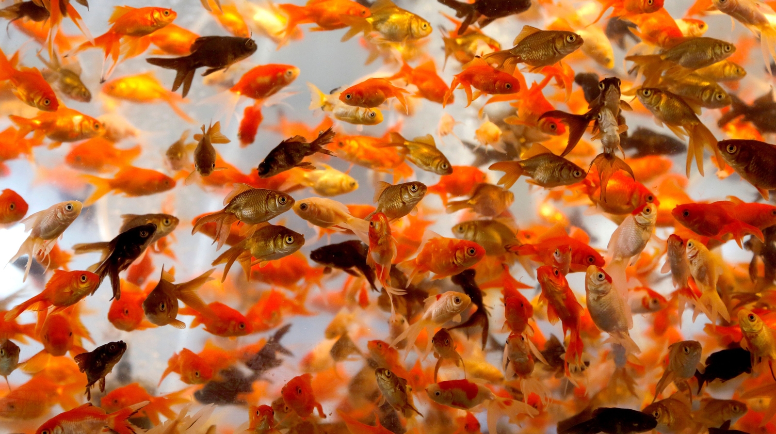 Goldfish in a bowl in Tehran ahead of the Persian new year Noruz. Photo: Atta Kenare/AFP/Getty