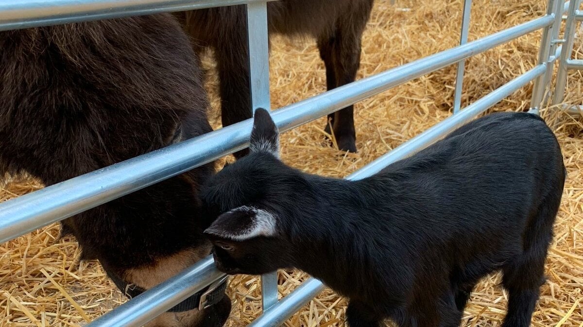 Tyrone Cow giving birth to 5 calves  