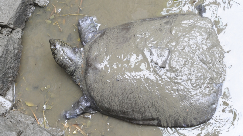 The Yangtze giant softshell turtle, believed to be more than 90 years old, died in Suzhou Zoo on Saturday