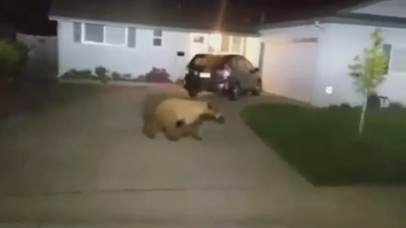 Wildlife officials tranquilised the visitor and were able to return it to its natural habitat