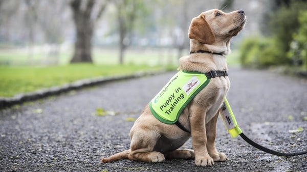 'Is rud cineál draíochtach é- Madra treorach