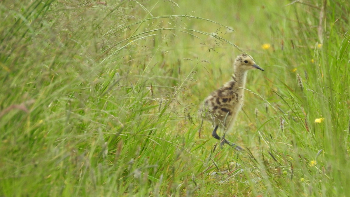 Nesting time for curlews
