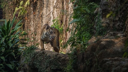 Sumatran tigers are critically endangered, with fewer than 400 living in the wild, according to the World Wildlife Fund