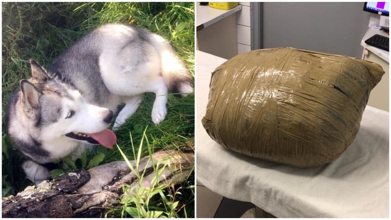 The owner of P&E Kennels says Nova was wrapped in plastic after it died to avoid the spread of a virus to other animals