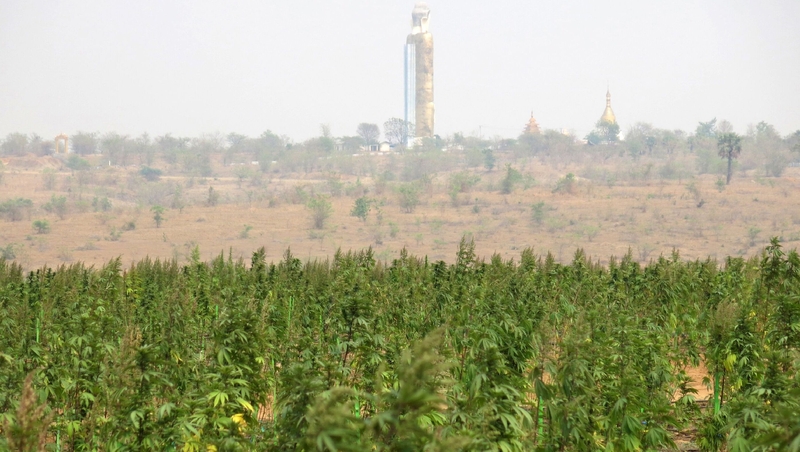 Nearly 350,000 marijuana plants were found